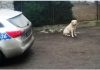 ZATOR. Zabłąkany labrador odnalazł swojego Pana