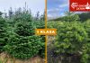 Jodła kaukaska z Danii sposobem na większą sprzedaż.