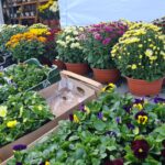 Warzywniak Borówka. Chryzantemy, stroiki, znicze na cmentarz