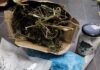 #SPYTKOWICE Skonfiskowano 2,5 kilograma marihuany